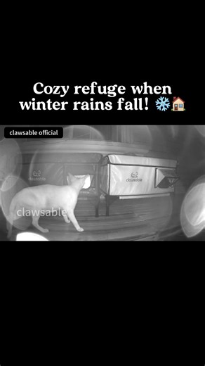 1.1M views · 24K reactions | Rain whispered on the roof, and he dreamed softly inside his cozy little house. ✨#clawsable #catshelter #rescuecat #communitycats #feralcats #heatedcathouse #catrescue #outdoorcats #cathouse #wintercats #catasmr | Clawsable | Facebook
