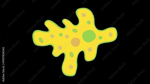amoeba movement biology alpha channel animation