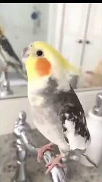 Watch This Parrot's Funny Dance Moves