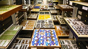 1.3M views · 25K reactions | The Smithsonian Natural History Museum...