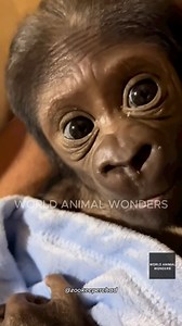 78K views · 5.1K reactions | From a tiny fighter to a confident young gorilla, Kaius’s journey has been nothing short of inspiring. Watch his sweetest moments with Chad, G-Anne, and his family, see just how far this little miracle has come. Full video here: https://youtu.be/L3O8OSA4M_k | World Animal Wonders | Facebook