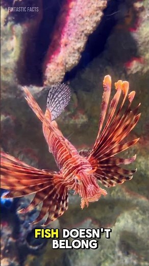 Lionfish: The Beautiful Killer Destroying Reefs