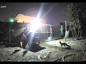 Fox attacking chickens early in the morning at dawn