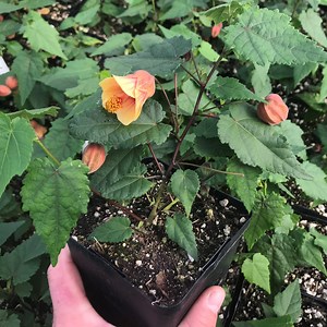 Abutilon megapotamicum 'Little Shrimp' - Flowering Maple (4.5" Pot) | Little Prince of Oregon Nursery