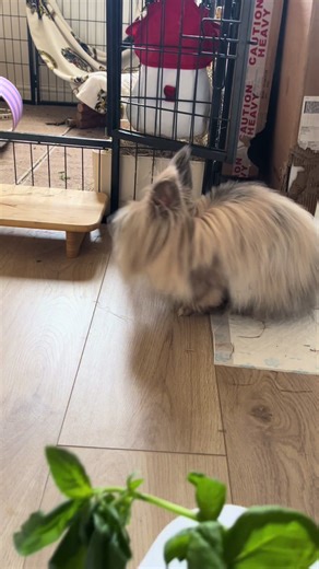 Rabbit taste test basil or dill ? There’s a clear winner #rabbitsoftiktok