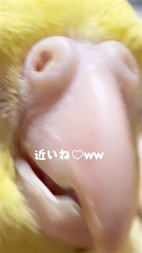 ドンころ on Instagram: "オカメインコちゃん専門のブリーダーを なんと30年以上もされている@onisan650 さんのお宅に お邪魔してきました✨️ それはなぜかと言いますと… なんと我が家に！！！！ 新しい家族をお迎えする事が決まったのです❣️❣️🐥⸒⸒ オニさんに ルチノーの男の子をお迎えしたいことを以前から相談させていただいておりましたところ、 ついに！生まれたのです❣️ それも私と誕生日が一日違いのルチノー♂︎ちゃん❣️ デスティニーが過ぎる🥰 今はまださし餌なので、ひとり餌になったらお迎えに飛んでいく予定です✨️ その時にまた改めてご紹介させて頂きたいと思います🥰❣️ そしてそして、ただ今@onisan650さんのお宅では ベビーラッシュ❣️たくさんの赤ちゅんがお出迎えしてくれました✨️ もうね、赤ちゅん🐣をパニックにさせてはいけないので 発作を抑えるのに必死も必死、ここは天国かな？というくらい可愛い赤ちゅんたちがたくさんいました❣️❣️❣️ もしこれからお迎えを考えている方がおりましたら、ぜひオニさんのインスタチェックしてみてくださいね✨️ 次回はオ