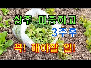 🌱 When to fertilize lettuce/How to water lettuce in spring and fall