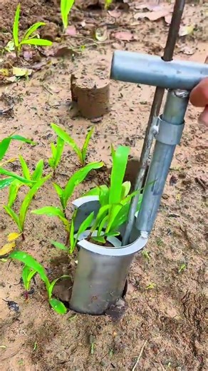 Using a manual plant transplanter to move small seedlings into pre dug holes in the garden soil area