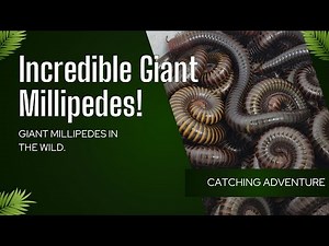 Unbelievable Giant Millipedes Found in the Wild!