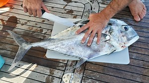 The humane way to kill fish that makes it taste better & last longer