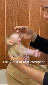54K views · 1.2K reactions | Poor Baby Monkey Falling To Floor While He Learn To Walk30 Full video in first comment! | Monkey Wild | Facebook
