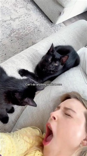 Funny cat videos part 20: Black Cat 🤣 #funnycat #funnypet #cutecat #cat #cats #pets #shorts