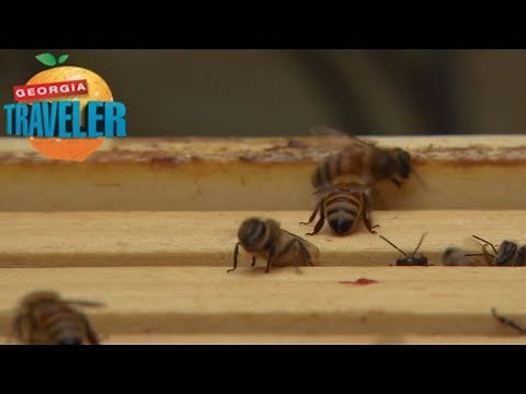 The Sweet Story of Honey: Inside Savannah Bee Company 🍯🐝 | Travel Tales