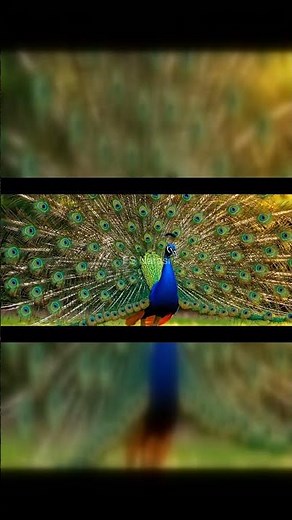 The Spectacular Mating Dance of the Peacock