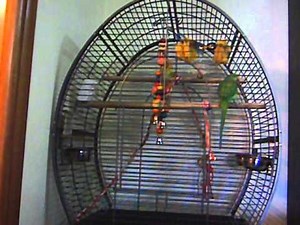 talking parrot speaking greek