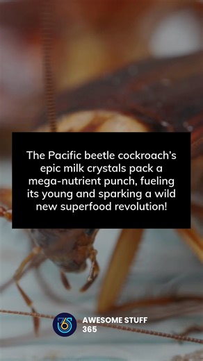 2.7K views · 4 comments | Who knew cockroaches could be superfoods? The Pacific beetle cockroach’s epic milk crystals pack a mega-nutrient punch, fueling its young and sparking a wild new revolution in nutrition! 者 #SuperfoodRevolution #Nature’sPower | Awesome Stuff 365 | Facebook
