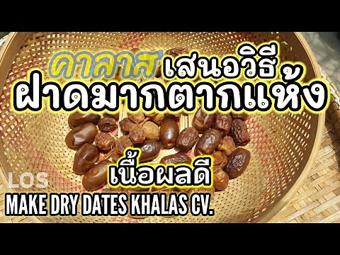 วิธี ทำอินทผาลัมตากแห้ง พันธุ์คาลาส (นาทีที่5 ) make dry dates khalas CV.(ดูลิงค์ใต้คลิปด้วย)