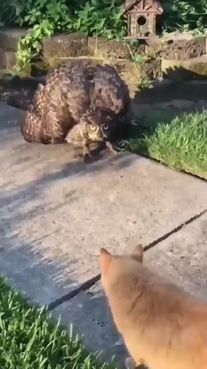 832K views · 6.2K reactions | owl and cat walking towards each other #owl #cat #stareverywhere #look #cuteanimals #wildlife | Wild Life | Facebook