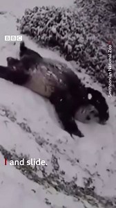 This might be all you need today... Pandas in the snow ⛄️🐼❄️ Mei Xiang and Tian Tian live (and slide) at the Smithsonian National Zoo, Washington DC. | Dan Walker TV