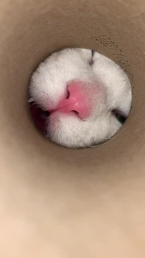 Victoria Raechel on TikTok