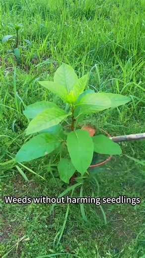 Weed Without Harming Plants! Safe Weeder Hack