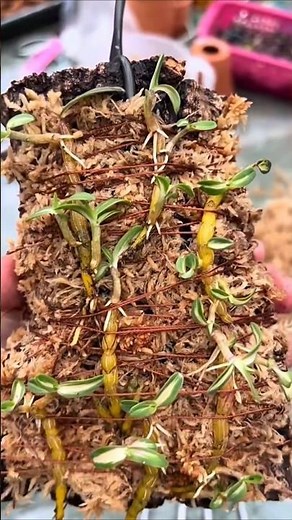 Best Technique Tips How to growing dendrobium #orchid 🌱🌱🌱🌱