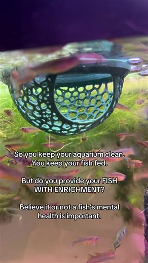 In captive environments like home aquariums, enrichment helps combat boredom and stress from living in a static environment. Enrichment has been shown to result in positive outcomes for fish, such as: •Reduced stress and anxiety: Hiding places and visual barriers, like plants and rocks, can help fish feel more secure. Improved brain function: Studies have found that physically complex environments can increase brain growth in fish. •Encouraged natural behaviors: Varying feeding schedules and loc