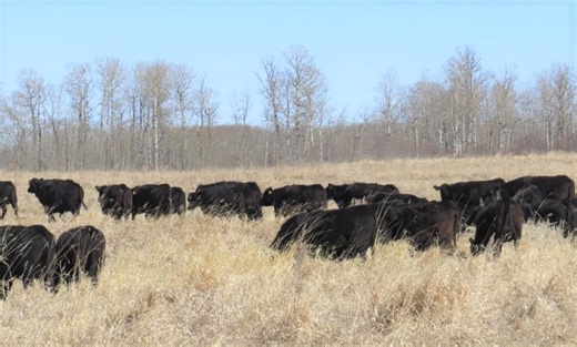 Eight Key Grazing Management Facts to Consider as You Plan for the Upcoming Grazing Season