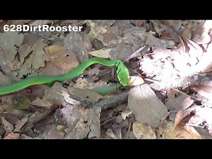 Green Snake Eats Golden Orb Weaver Spider