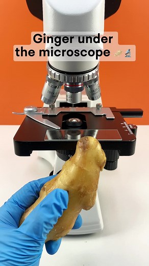 Ginger Magnified 400 Times Under Microscope