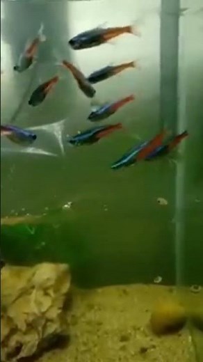 how to breeding neon tetra early