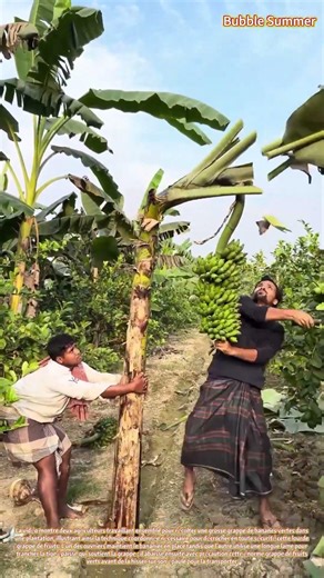 Récolte de bananes : couper une grappe dans une plantation