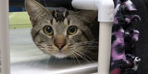 Is your cat losing his moves?