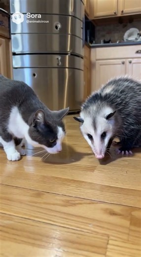 Cosmo vs the kung fu possum. #cat #funny #possums