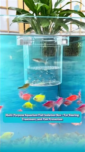 Multi-Purpose Aquarium Fish Isolation Box – For Rearing, Treatment, and Fish Protection