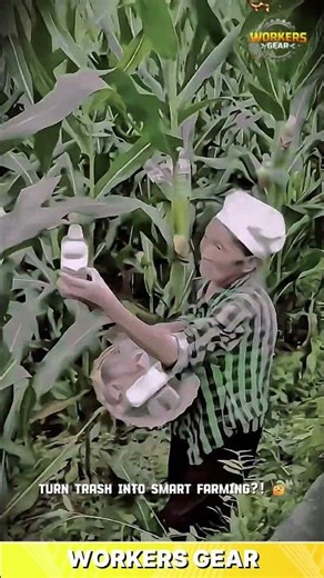 Bottle-Based Corn Fertilizer Drip System – Simple DIY Farming Innovation