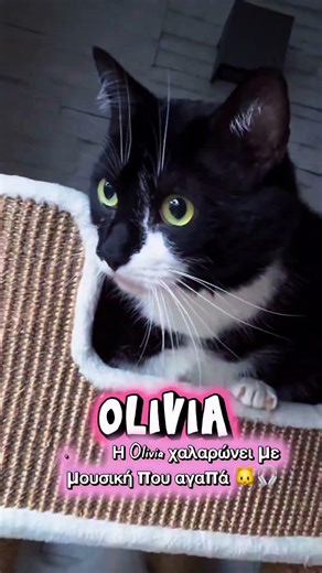 Η Olivia και η αγαπημένη της μουσική 🐱🎵
