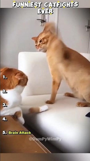 These Funny Cat Fights are so Dramatic | Funny Cats