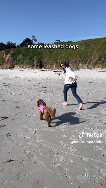 Discover Carmel Beach: A Dog-Friendly Oasis