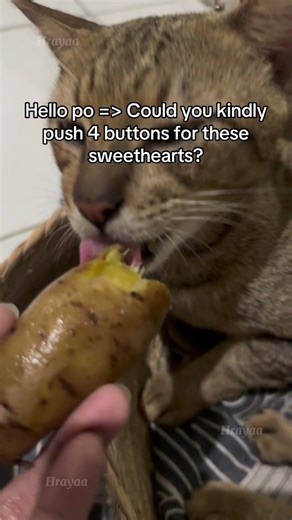 Supporting Kittens: Help Cover Vet Bills and Care