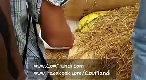 23K views · 192 shares | MANDI UNLOADING PART 3 <3 MASHALLAH .. | Cow Mandi ( Bakra Eid in pakistan ) | Facebook