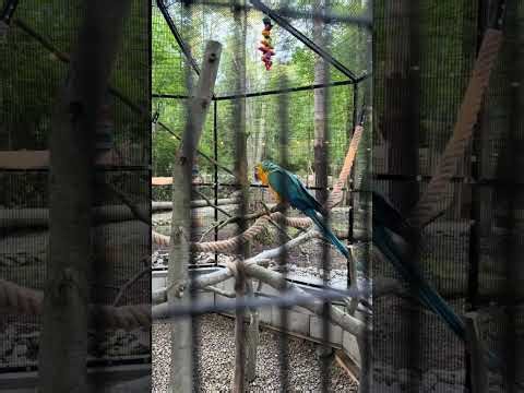Macaws Explore Their New Outdoor Aviary for the First Time 🦜🌿 | Enrichment & First Reactions