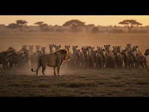 One Lion vs 20 Hyenas | Real Fight in the African Savannah | Epic Battles of survival