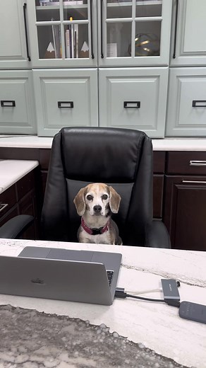 Our new receptionist trying her best! #adayinthelife #officelife #receptionist #lola #lolaslife #shesnewhere #shesnewtotiktok #shesnew #fyp