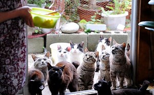 Neko – Cats in Japan