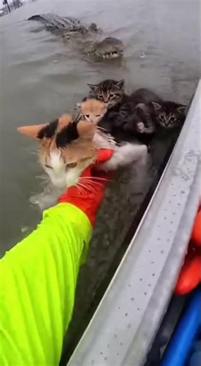 Miracle Cat Family Rescue from Flood Waters #RescueMission #FloodSurvival #HeroicAct