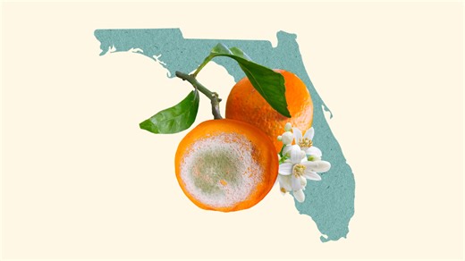 Can Florida’s orange growers survive another hurricane season?