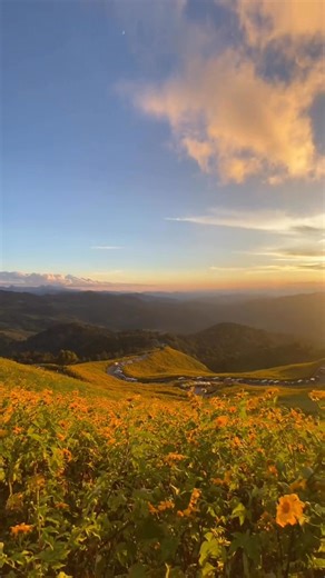 2.2K views · 17 reactions | Field of golden sunflower , Doi Mae...