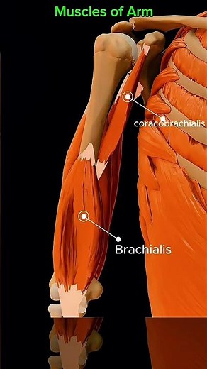 Muscles of arm 💪 #muscle #anatomy