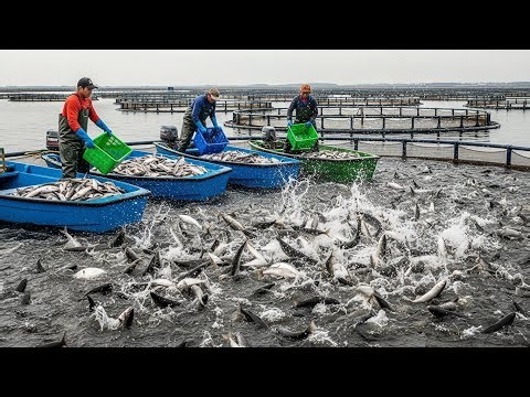 Want MASSIVE PROFITS from Small Pond Fish Farming Watch This